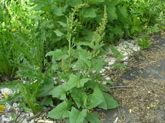 Blitum bonus-henricus