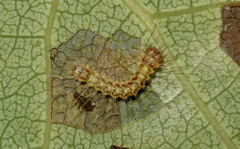 Acronicta megacephala