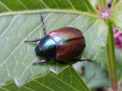 Anomala dubia