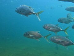 Caranx caninus