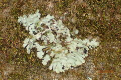 Myelochroa aurulenta