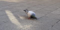 Columba livia domestica