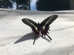 Heraclides hectorides