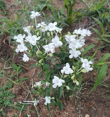 Clerodendrum ternatum