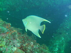 Holacanthus bermudensis
