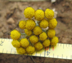 Helichrysum aureonitens