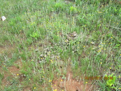 Helichrysum aureonitens