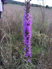 Liatris punctata mucronata
