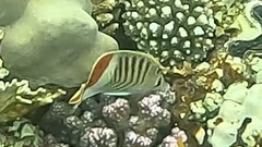 Chaetodon paucifasciatus