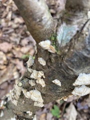 Stereum subtomentosum