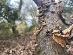 Stereum subtomentosum