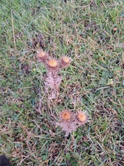Carlina vulgaris