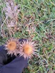 Carlina vulgaris