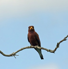 Eurystomus glaucurus