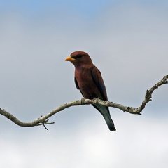 Eurystomus glaucurus