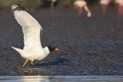 Ichthyaetus ichthyaetus