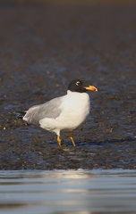 Ichthyaetus ichthyaetus