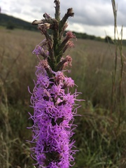 Liatris punctata mucronata