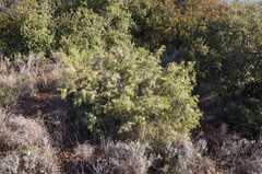 Juniperus macrocarpa
