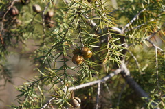 Juniperus macrocarpa
