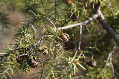 Juniperus macrocarpa