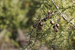 Juniperus macrocarpa