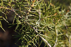 Juniperus macrocarpa