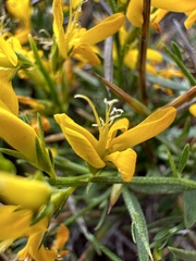 Calicotome spinosa