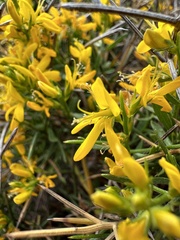 Calicotome spinosa