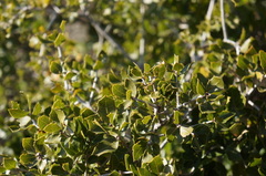 Rhamnus alaternus