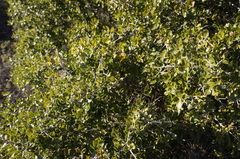Rhamnus alaternus