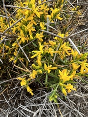 Calicotome spinosa
