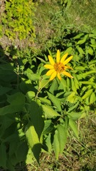 Heliopsis helianthoides
