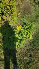 Heliopsis helianthoides