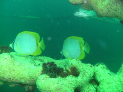 Chaetodon ocellatus