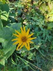 Heliopsis helianthoides