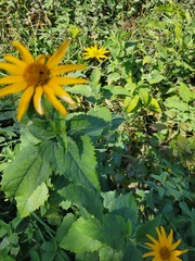 Heliopsis helianthoides