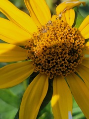 Heliopsis helianthoides