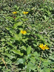 Heliopsis helianthoides