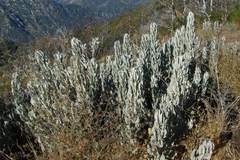 Eriodictyon tomentosum