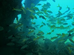 Mulloidichthys dentatus