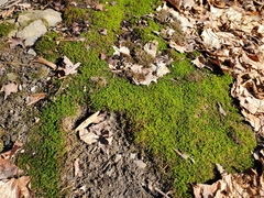 Pseudanomodon attenuatus