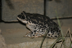 Rhinella arunco