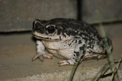 Rhinella arunco