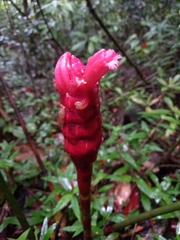 Costus erythrothyrsus