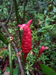 Costus erythrothyrsus