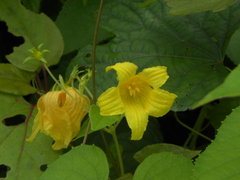 Thladiantha punctata