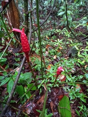 Costus erythrothyrsus