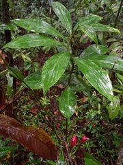 Costus erythrothyrsus