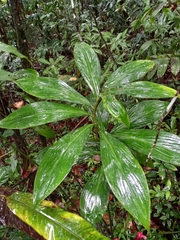 Costus erythrothyrsus